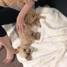 の写真