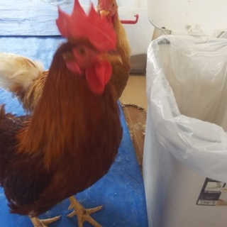 ボリスブラウン　黒茶