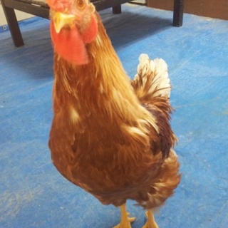 ボリスブラウン　茶色