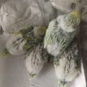 セキセイインコのヒナが生まれました！里親募集します