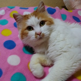 構ってとまとわりついてきます