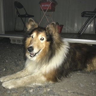 シェルティ男の子飼い主募集中