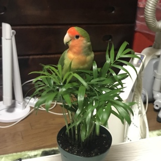 ありがとうございました。