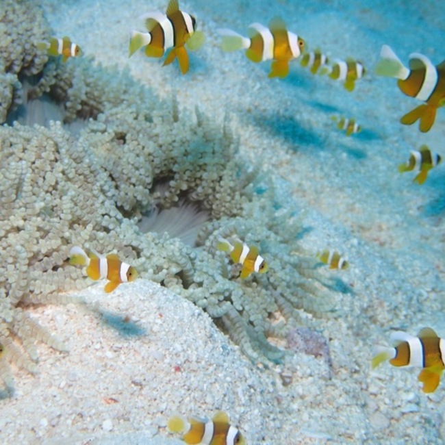 ドラえごん太＠猫糸舎のカバー写真