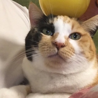 とても飼いやすい三毛の女の子です。