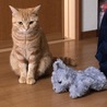 2018年5月3日  プリン１歳5ヶ月