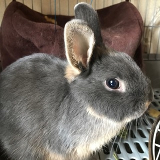 うさぎ 生後5ヶ月 ネザーランドドワーフ