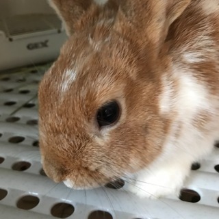 うさぎ 生後5ヶ月