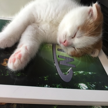 の写真