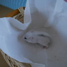 【里親決定！感謝！】ドワーフハムスター赤ちゃん サムネイル5