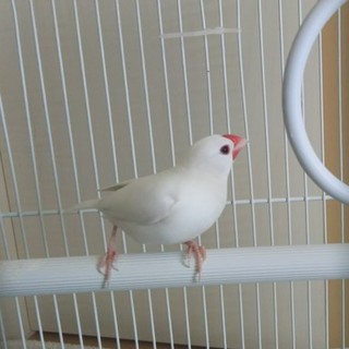 白文鳥の里親募集