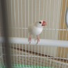 白文鳥の里親募集 サムネイル2