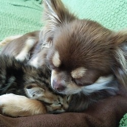 保護ニャンコとの出逢いと別れ