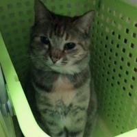 ミライ
