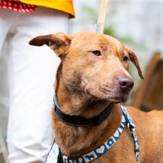 草食系男子　仁くん5歳くらい