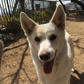 日本犬系ミックスの４歳の女の子