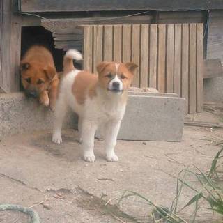 大至急お願いします