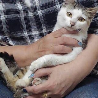 生後７ケ月・去勢済で飼いやすい猫の里親募集‼