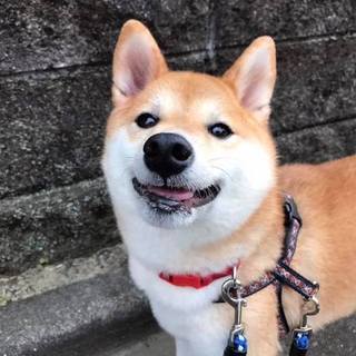 家族決まりました