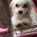 人懐っこいミックス！