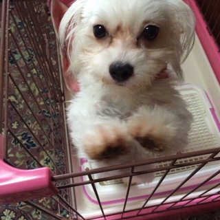 人懐っこいミックス！