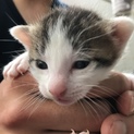 4月18日生まれ 仔猫の里親募集