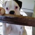 至急！ボクサー犬の里親募集