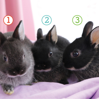 生後1ヶ月/ネザーミックス3匹　