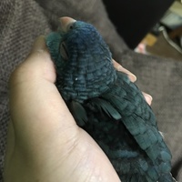 ケロ