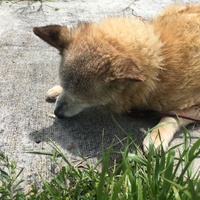 はな
