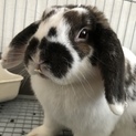 ウサギちゃん2羽の里親募集です