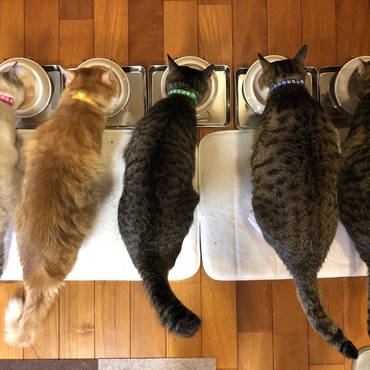 ニャンコ戦隊 ！オヤツにまっしぐら！