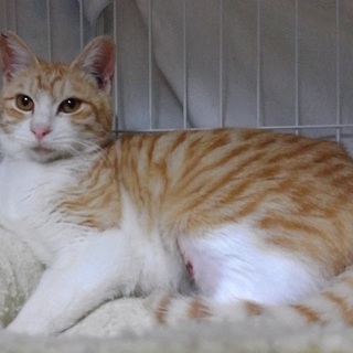 大人しくて優しいイケメン君チャッピー