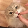 ななてぁん！