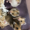ゴールデンハムスターの赤ちゃん サムネイル2