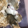 ゴールデンハムスターの赤ちゃん サムネイル6