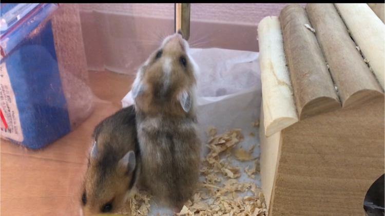 ゴールデンハムスターの赤ちゃん サムネイル7