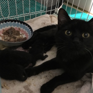 ★赤ちゃん猫の里親募集★
