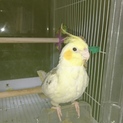 オカメインコの里親募集です。