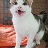 アーモンドアイの美猫ちどりちゃん♡1歳未満 サムネイル1