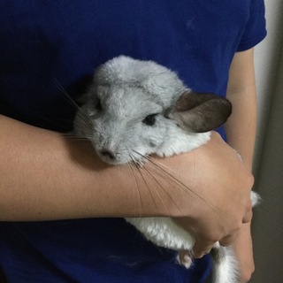 チンチラの親子の里親を募集いたします。