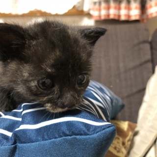 離乳食開始のサビ柄さん