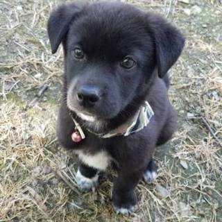 尻尾フリフリ♡控えめでとってもお利口さん