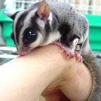 モモンガちゃん