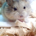 キャンベルハムスター里親募集