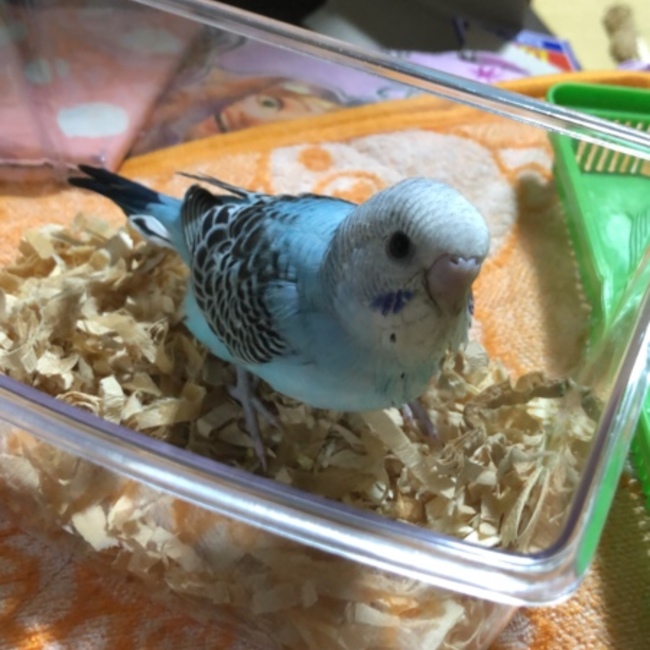 雪りんごのカバー写真