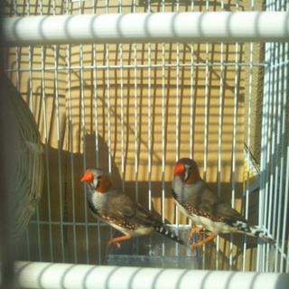 キンカチョウの里親になってください。