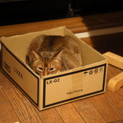 サスケくんの異変