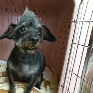 急募！甘えん坊のシュナウザーMIX