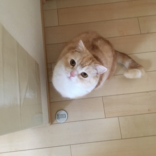 スコティッシュ 里親募集